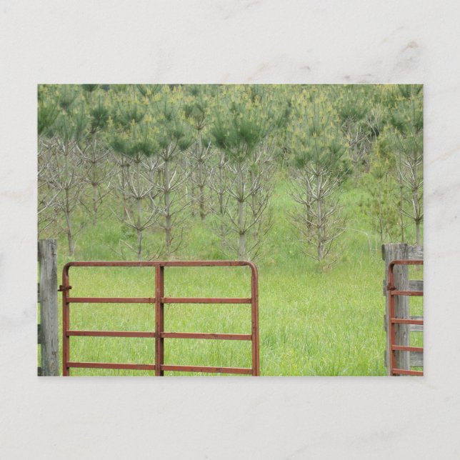 Custom Into the Pines Postcard (Front)