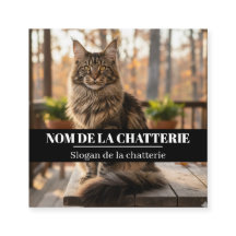 Custom Maine Coon Cattery