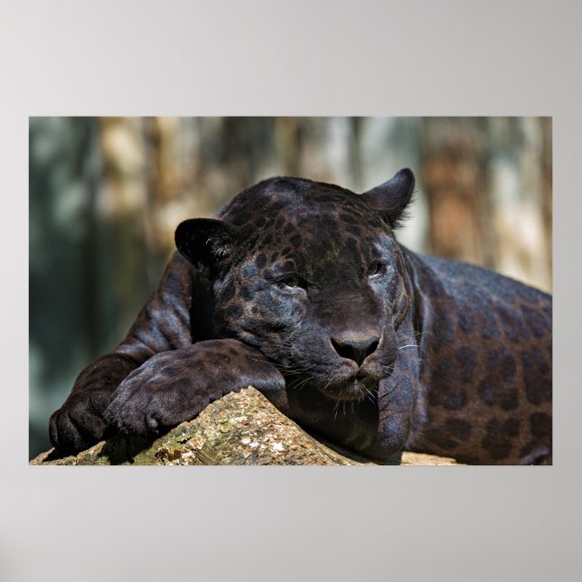 Custom Panther Poster 24" x 16" (Front)