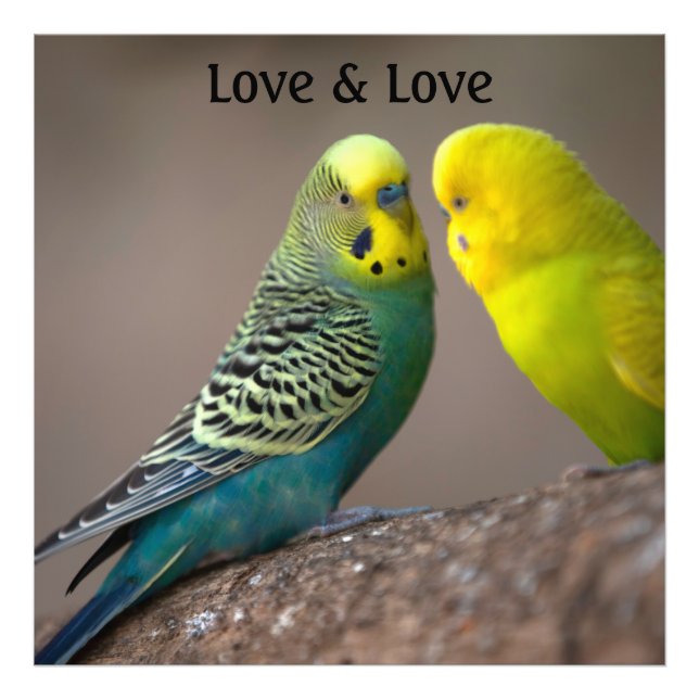 Custom Parrot Image Love text Photo Enlargement (Front)