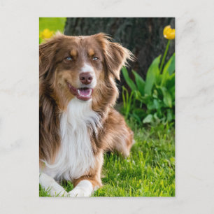 Custom Personalized Photo Postcard