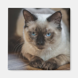 Custom Pet Cat Photo Personalized Magnet