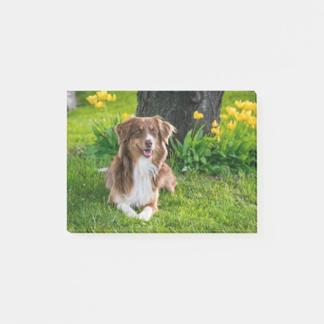 Custom Pet Dog Photo Personalized Post-it Notes (Front)