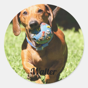Custom Pet Photo and Text Classic Round Sticker