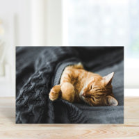 Custom Pet Photo Greeting Cards