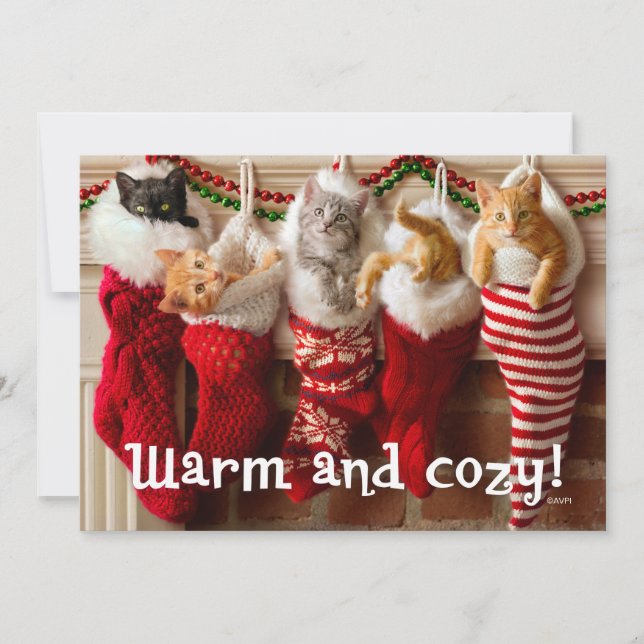 Custom Photo | Christmas Kittens in Stockings Holiday Card (Front)