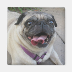 Custom Photo Magnets