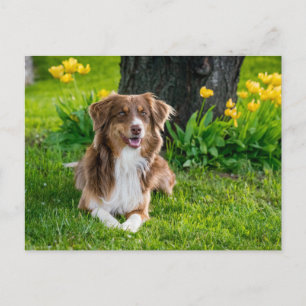 Custom Photo Postcard