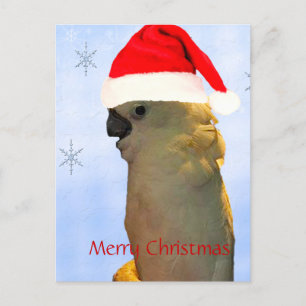 Custom Posing santa holiday Cockatoo bird Postcard