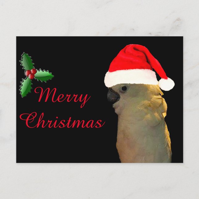 Custom Posing santa holiday Cockatoo bird Postcard (Front)