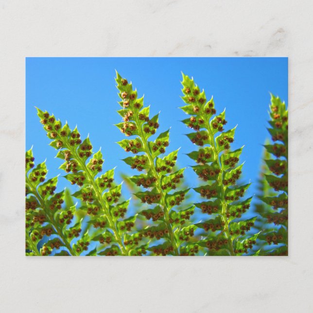 Custom postcards Blue Sky Green Forest Ferns (Front)