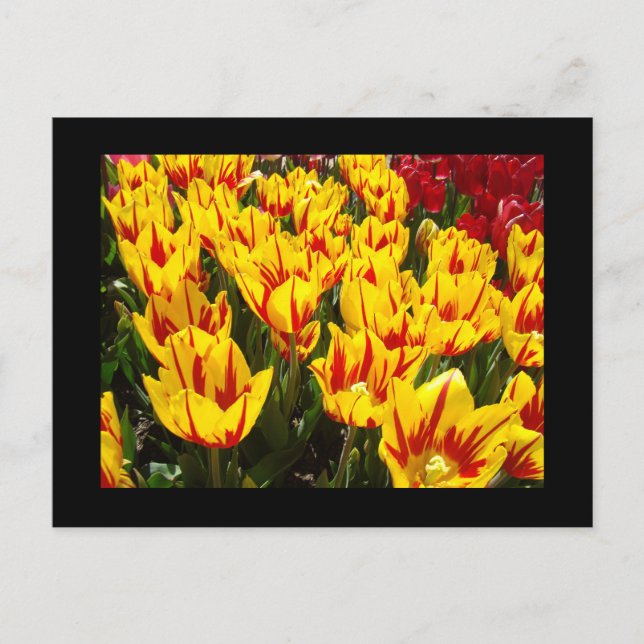 Custom postcards Yellow Red Tulips Flowers cards (Front)