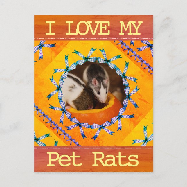 Custom Rat Photo I Love my Pet Rats Postcard (Front)