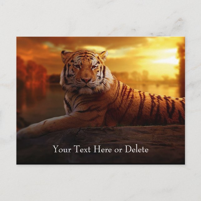 Custom Text Gorgeous Orange Wild Tiger Gold Sunset Postcard (Front)