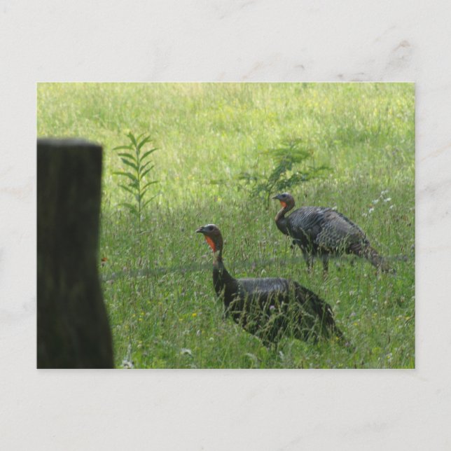 Custom Turkey Postcards (Front)