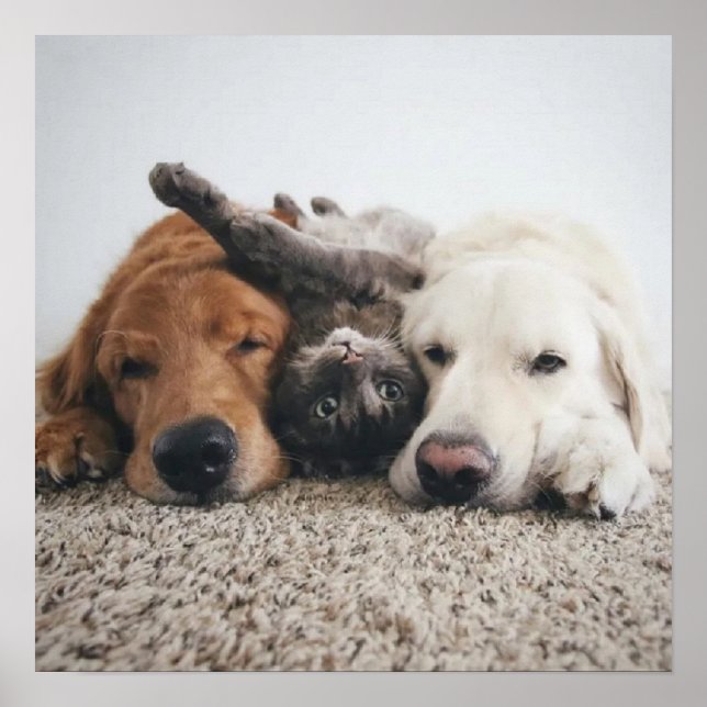 Custom Two labs and A Cat Poster (Front)