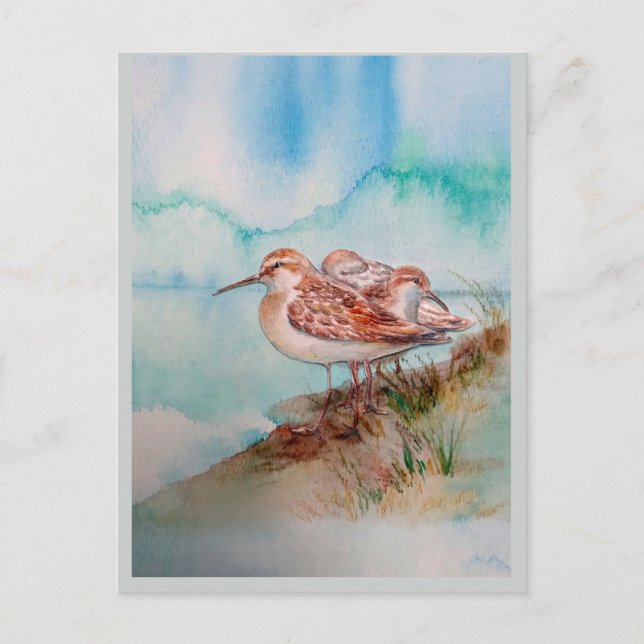Custom Watercolor Sandpiper Shore Beach Bird Art  Postcard (Front)