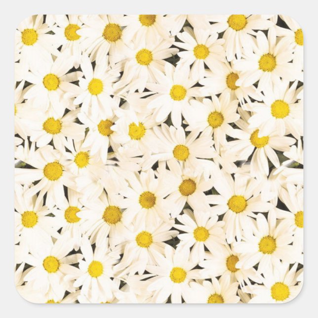 Custom White Daisies Blank Trendy Elegant Template Square Sticker (Front)