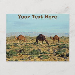 Customisable camels, Tunisia Postcard