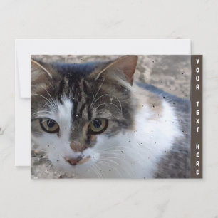 Customisable cat at the window Card