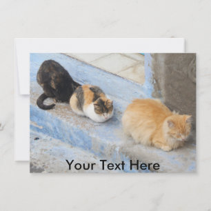 Customisable cats, Chefchaouen, Morocco card