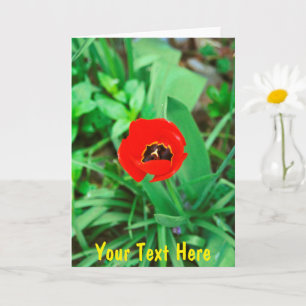 Customisable red tulip card