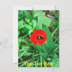 Customisable red tulip card