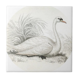 Customise stunning vintage art shabbychic swan tile