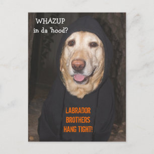 Customizable 90 lb. Lab in Hoodie Postcard