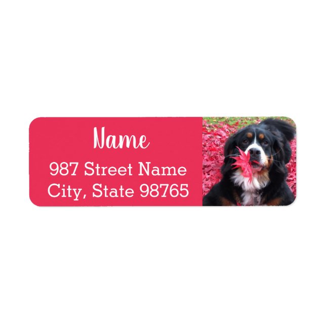 Customizable Bernese Mountain Dog (Front)