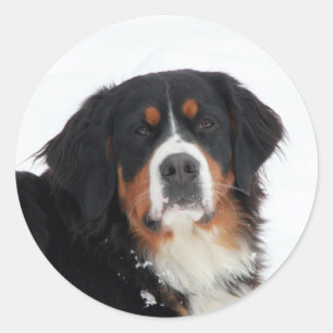 Customizable Bernese Mountain Dog Classic Round Sticker