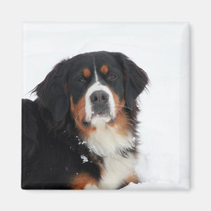 Customizable Bernese Mountain Dog Magnet