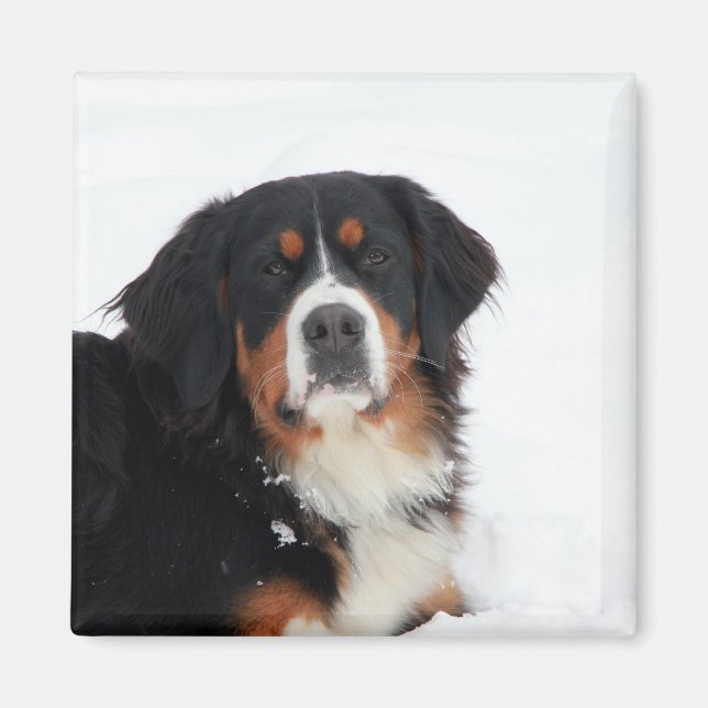 Customizable Bernese Mountain Dog Magnet (Front)