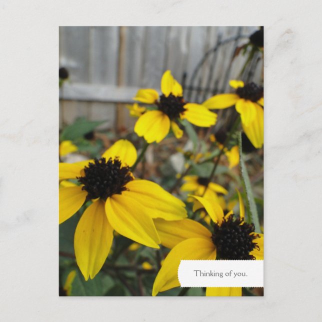 Customizable Black Eyed Susan Garden Postcard (Front)