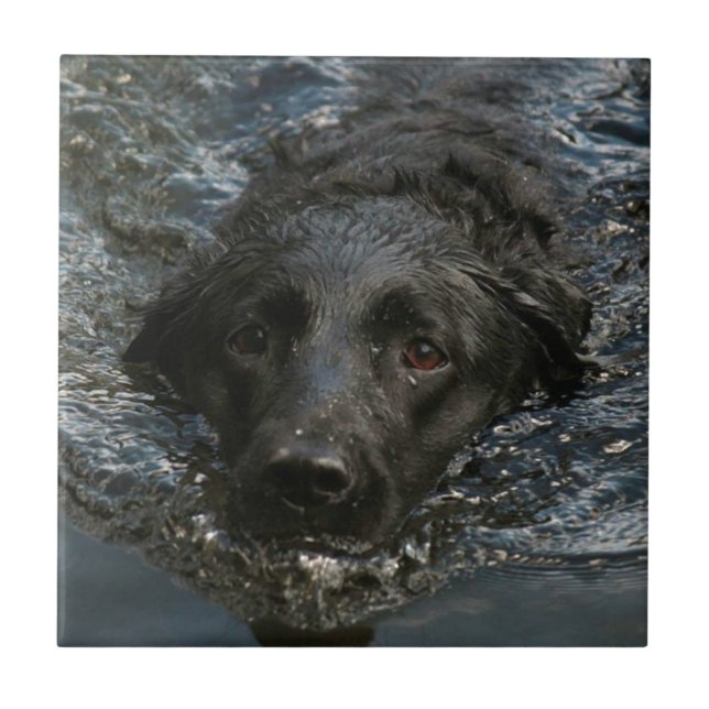 Customizable Black Labrador Retriever Tile (Front)