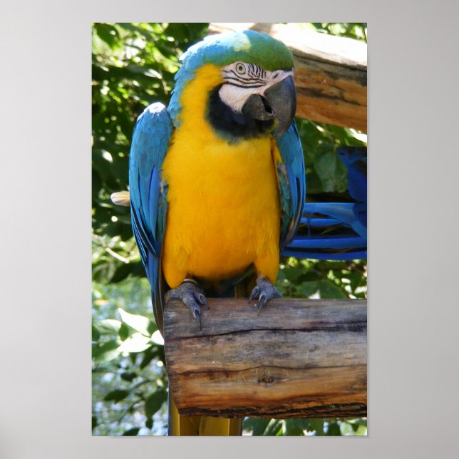 Customizable Blue and Gold Macaw Poster (Front)