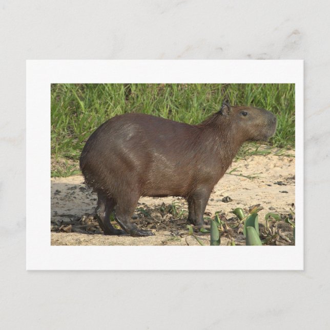 Customizable Capybara Gifts and Tees - Add Text Postcard (Front)