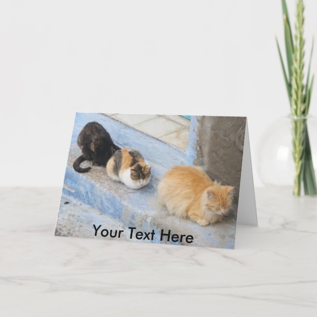 Customizable cats, Chefchaouen, Morocco Card (Front)
