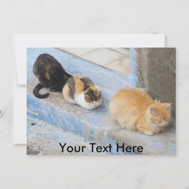Customizable cats, Chefchaouen, Morocco card (Front)