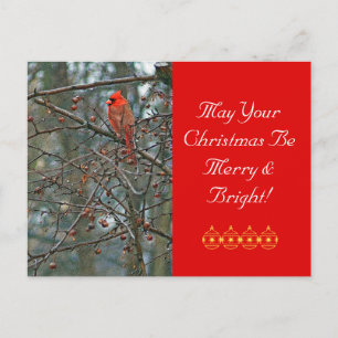 Customizable Christmas Postcard /Red Cardinal