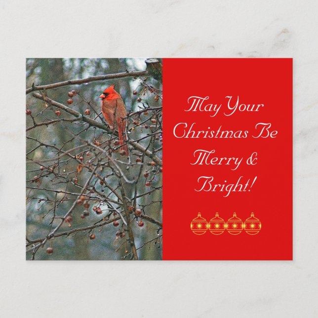 Customizable Christmas Postcard /Red Cardinal (Front)