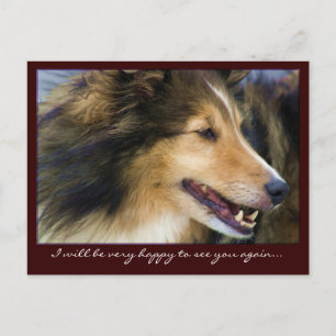 Customizable Collie Postcards