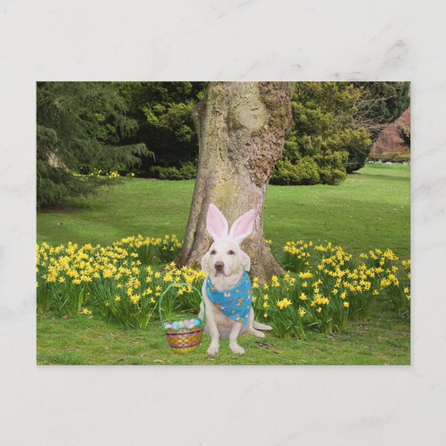 Customizable Easter Egg Hunt Invitation Postcard (Front)
