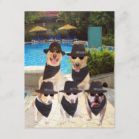 Customizable Funny Blues Dogs/Lab Invite