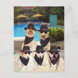 Customizable Funny Blues Dogs/Lab Invite