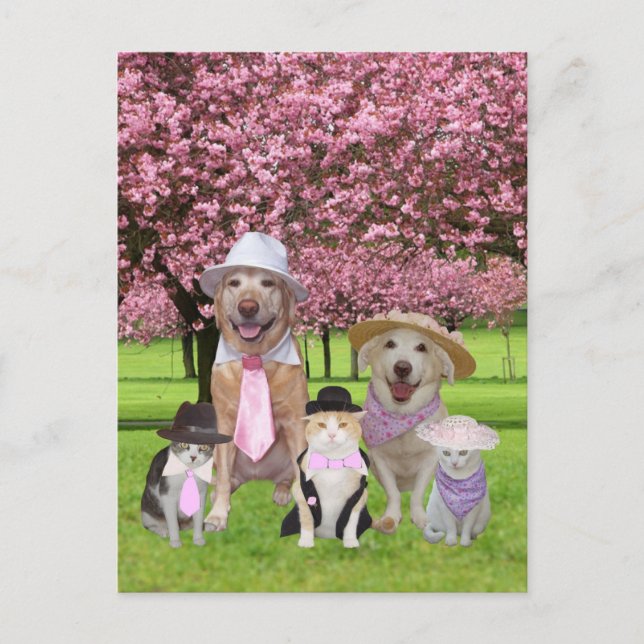 Customizable Funny Pet Pink Theme Postcard (Front)