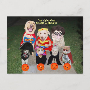 Customizable Funny Pets Postcard/Invitation Postcard