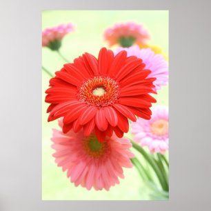 Customizable Gerber Daisies Poster Print
