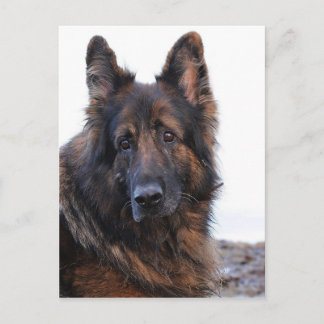 Customizable German Shepherd Dog Postcard