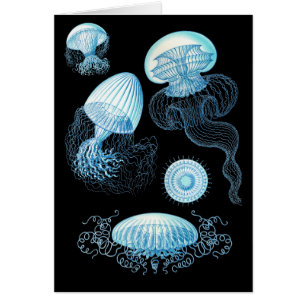Customizable Haeckel Jellyfish
